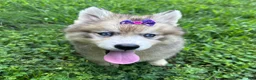 Siberian Husky dogs for sale: RISA - Ad 28