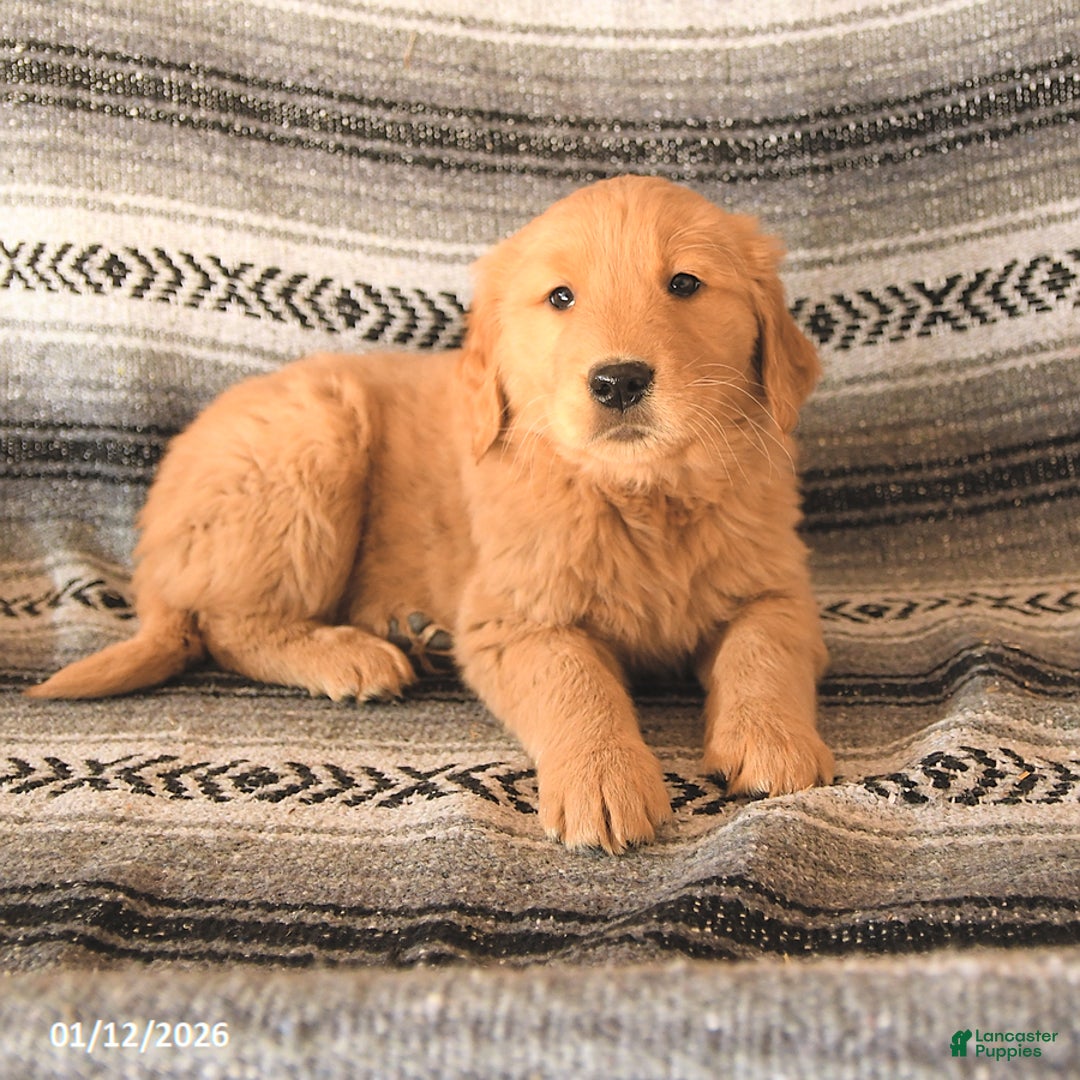 Golden Retriever dogs for sale: Flicka - Ad 3