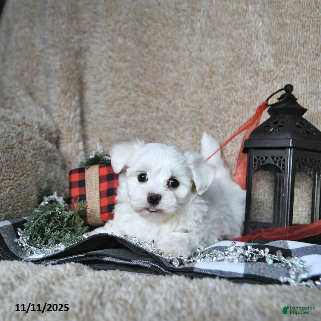 Maltese dogs for sale: Frosty - Ad 6