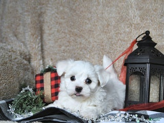 Maltese dogs Frosty - Ad 23