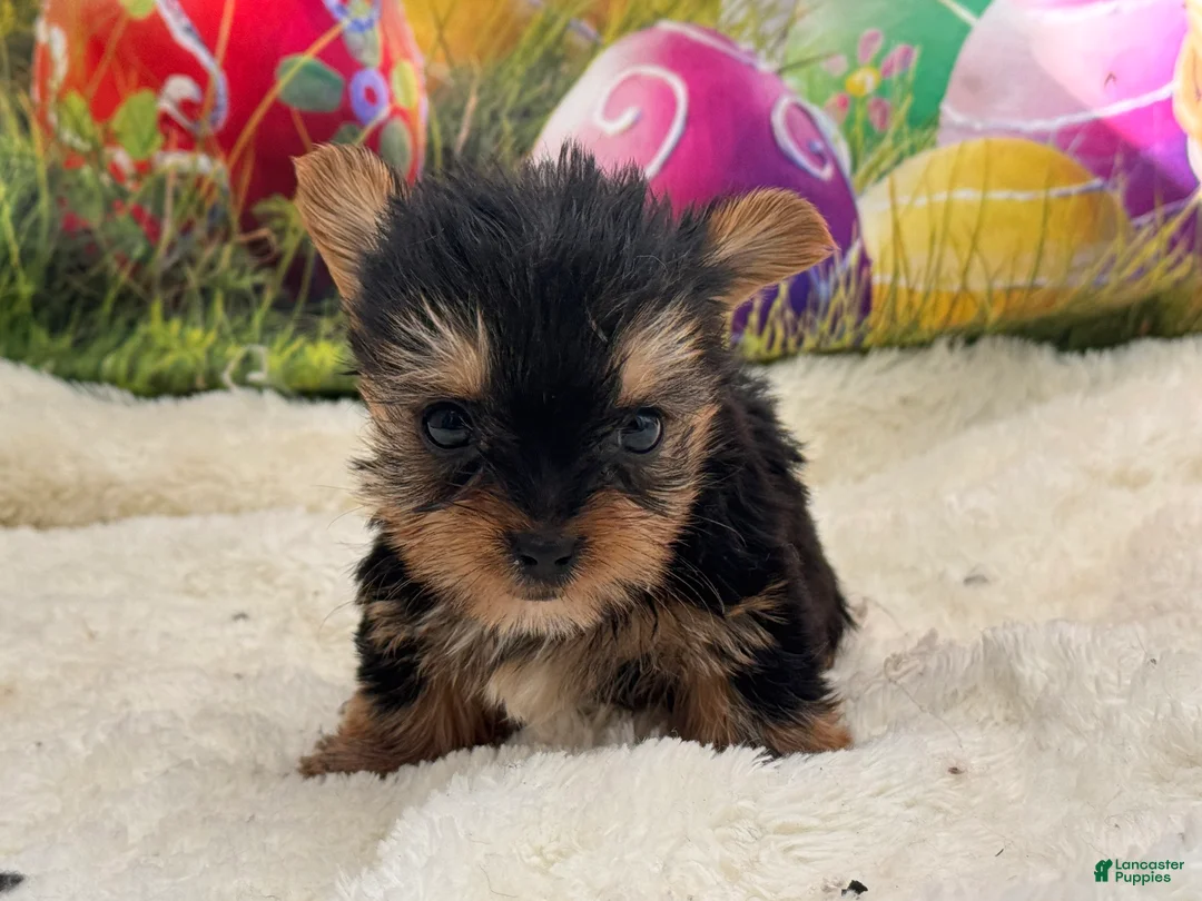Yorkshire Terrier dogs for sale: Mason - Ad 1