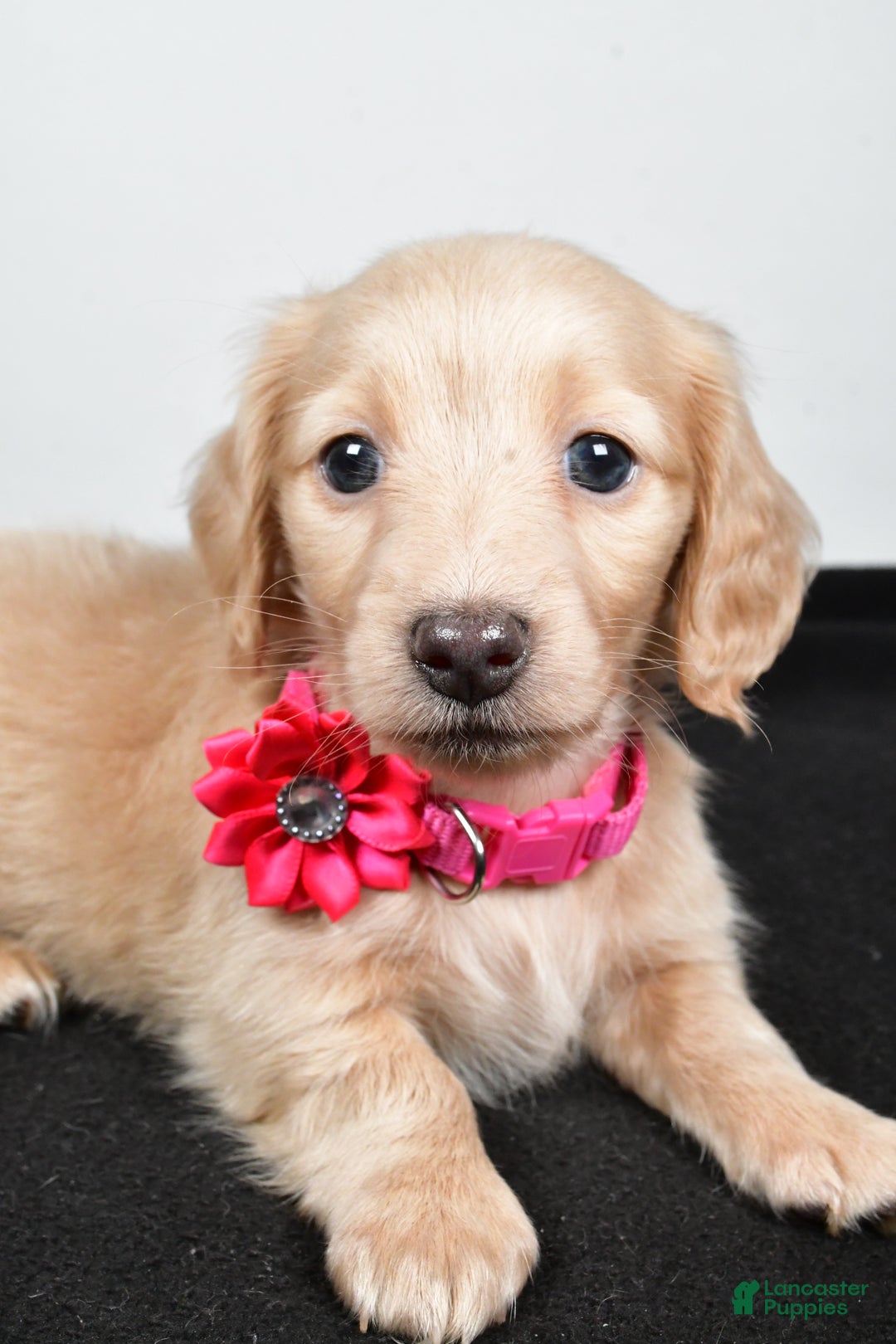 Miniature Dachshund dogs for sale: Allie - Ad 3