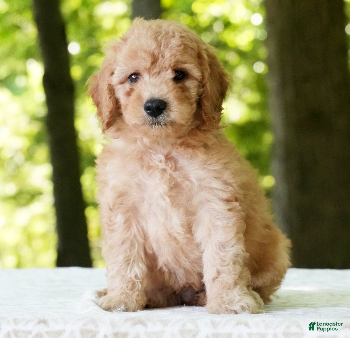 Mini Goldendoodle dogs Corey - Ad 2