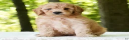 Mini Goldendoodle dogs for sale: Corey - Ad 2