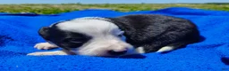 Border Collie dogs for sale: Skipper  - Ad 24
