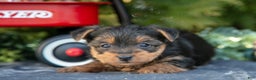 Yorkshire Terrier dogs for sale: Ada - Ad 3