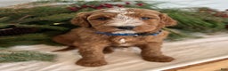 Irish Doodle dogs for sale: Theodore  - Ad 11