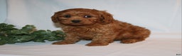 Cavapoo dogs for sale: Sam - Ad 13
