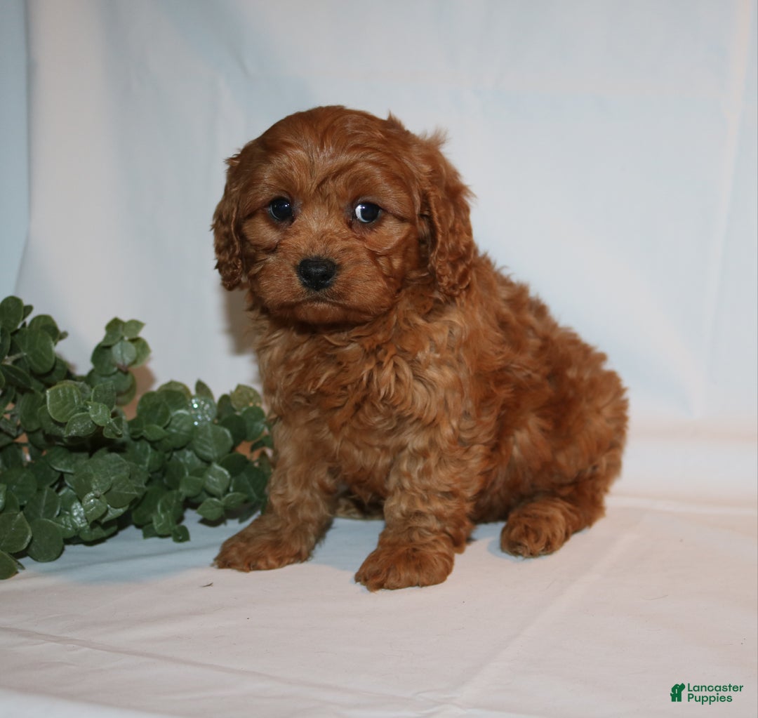 Cavapoo dogs for sale: Sam - Ad 13