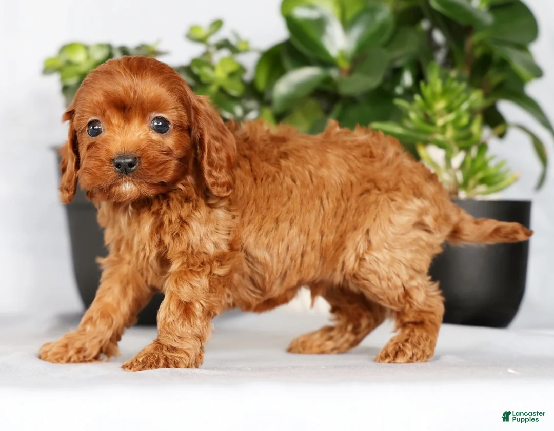 Cavapoo dogs for sale: Mason - Ad 4