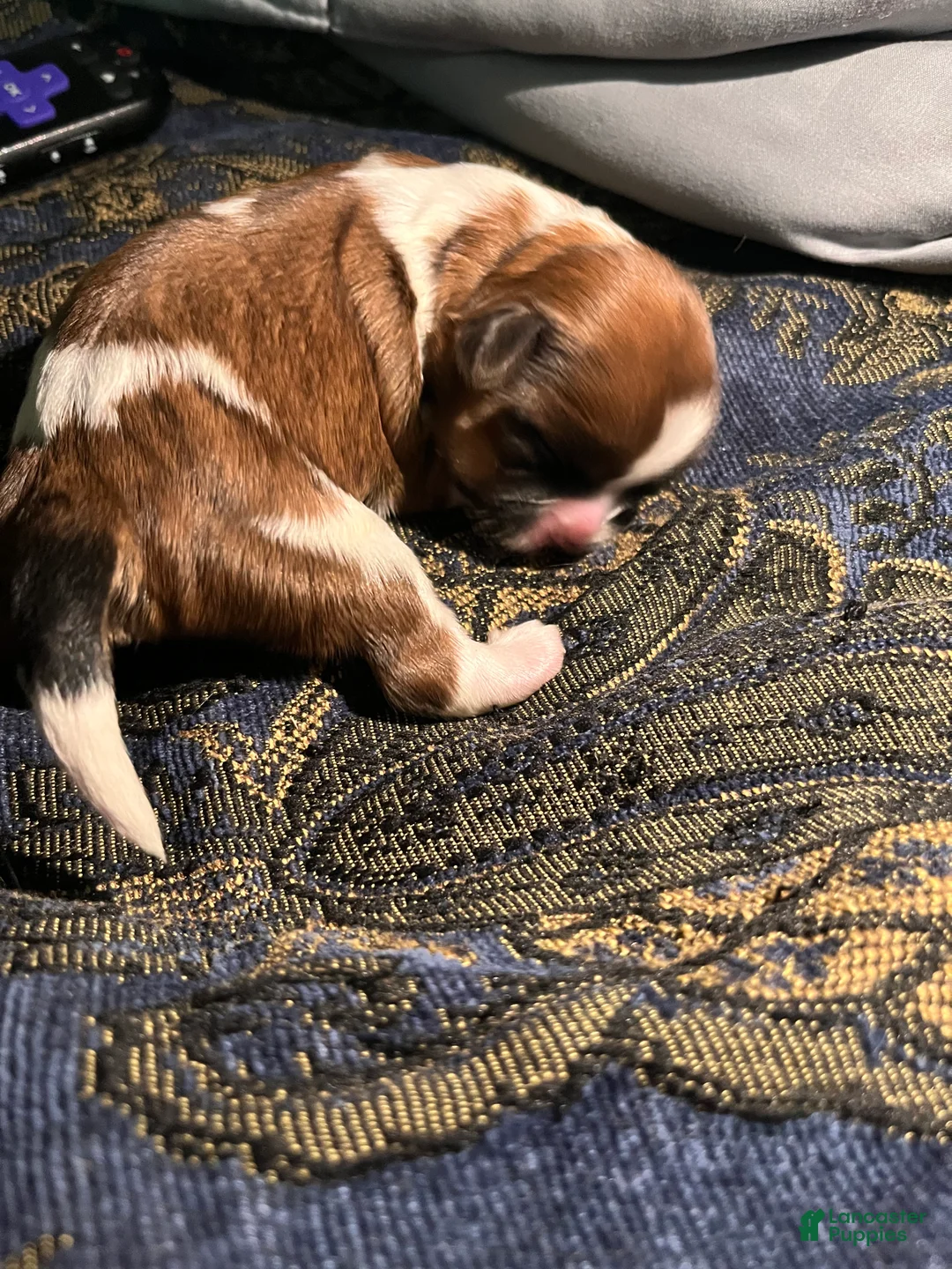 Shih Tzu dogs for sale: Shih Tzu 1 - Ad 1