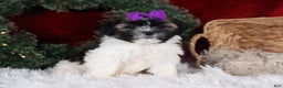 Shih Tzu dogs for sale: Rosie - Ad 7
