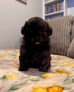 Pomapoo dogs Max - Ad 10