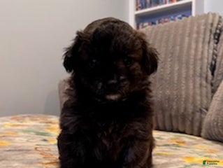 Pomapoo dogs Max - Ad 16