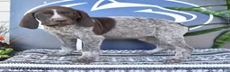 German Shorthaired Pointer dogs for sale: Callie - Ad 2