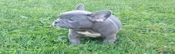 French Bulldog dogs for sale: Asher - Ad 5