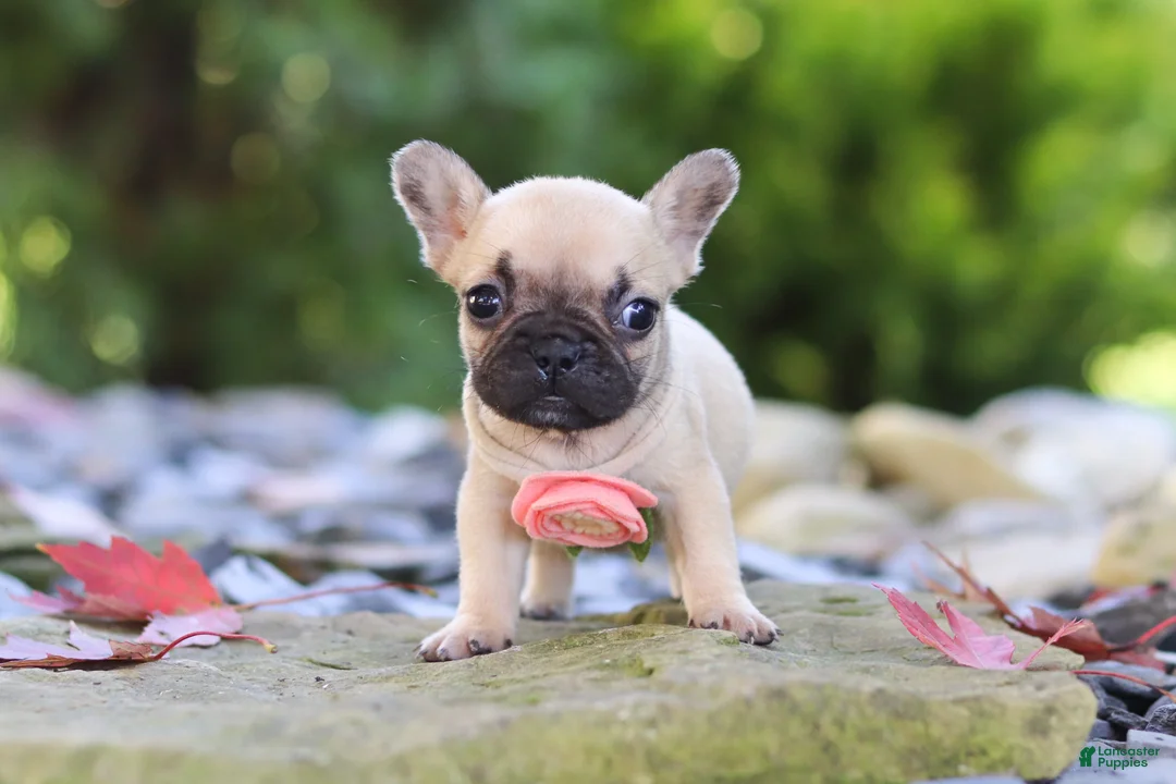 French Bulldog dogs for sale: Brielle - Ad 6