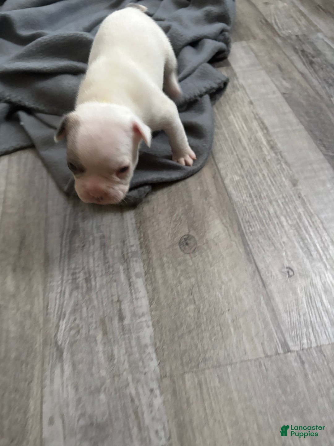 French Bulldog dogs for sale: French Bulldog Puppy 5 - Ad 1