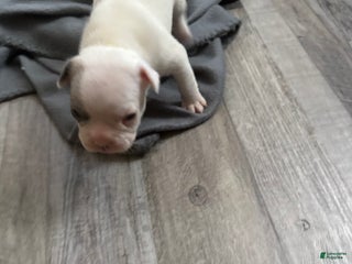 French Bulldog dogs French Bulldog Puppy 5 - Ad 25