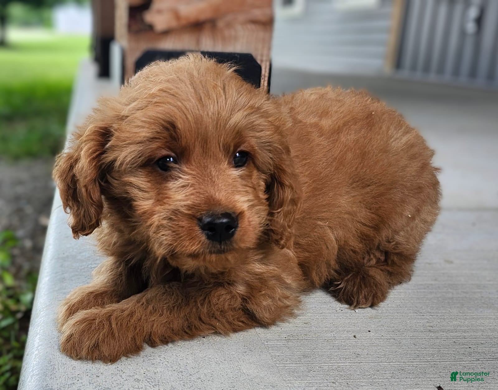 Mini Goldendoodle dogs Mini Goldendoodle 2 - Ad 2