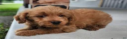 Mini Goldendoodle dogs for sale: Mini Goldendoodle 2 - Ad 2
