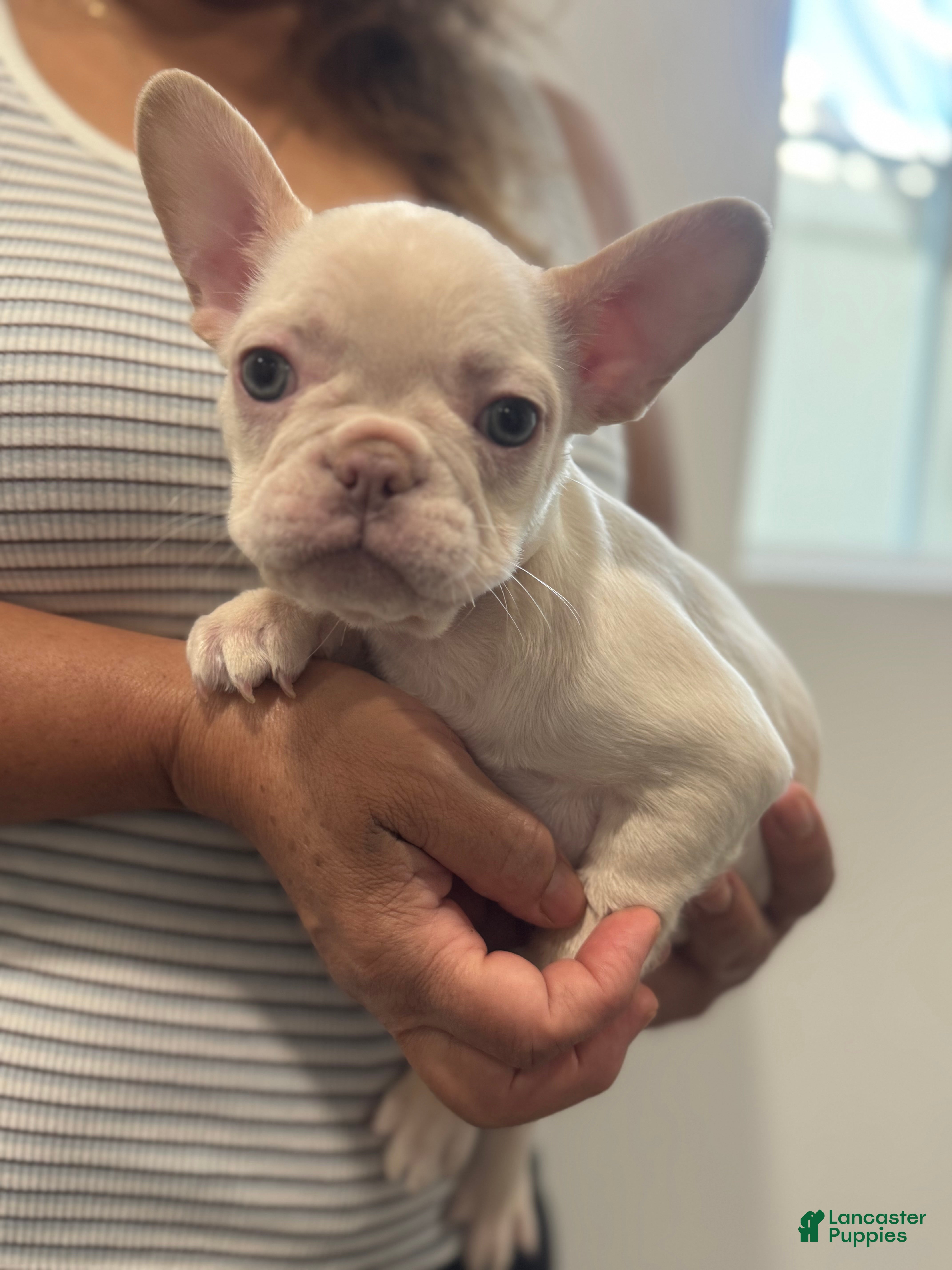 French Bulldog dogs French Bulldog Puppy 6 - Ad 27