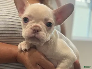 French Bulldog dogs French Bulldog Puppy 6 - Ad 27