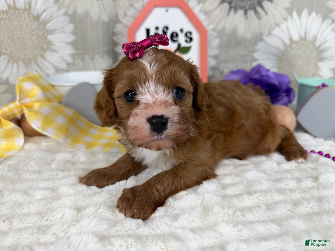 Cavapoo dogs for sale: Zoe  - Ad 2