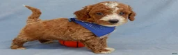 Mini Goldendoodle dogs for sale: Milo - Ad 4