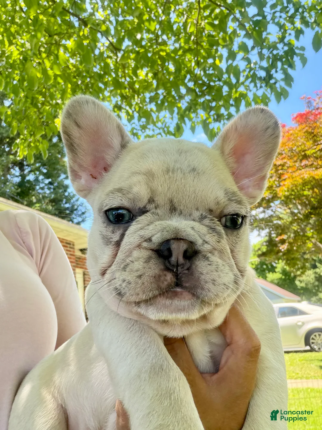 French Bulldog dogs for sale: French Bulldog Puppy 3 - Ad 2