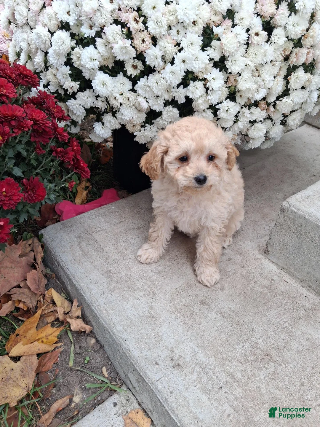 Double Doodle dogs for sale: Freida - Ad 1