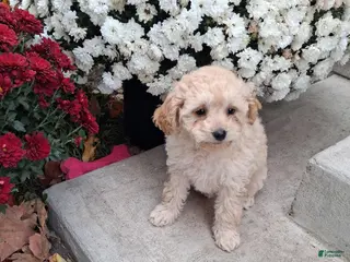 Double Doodle dogs Freida - Ad 10