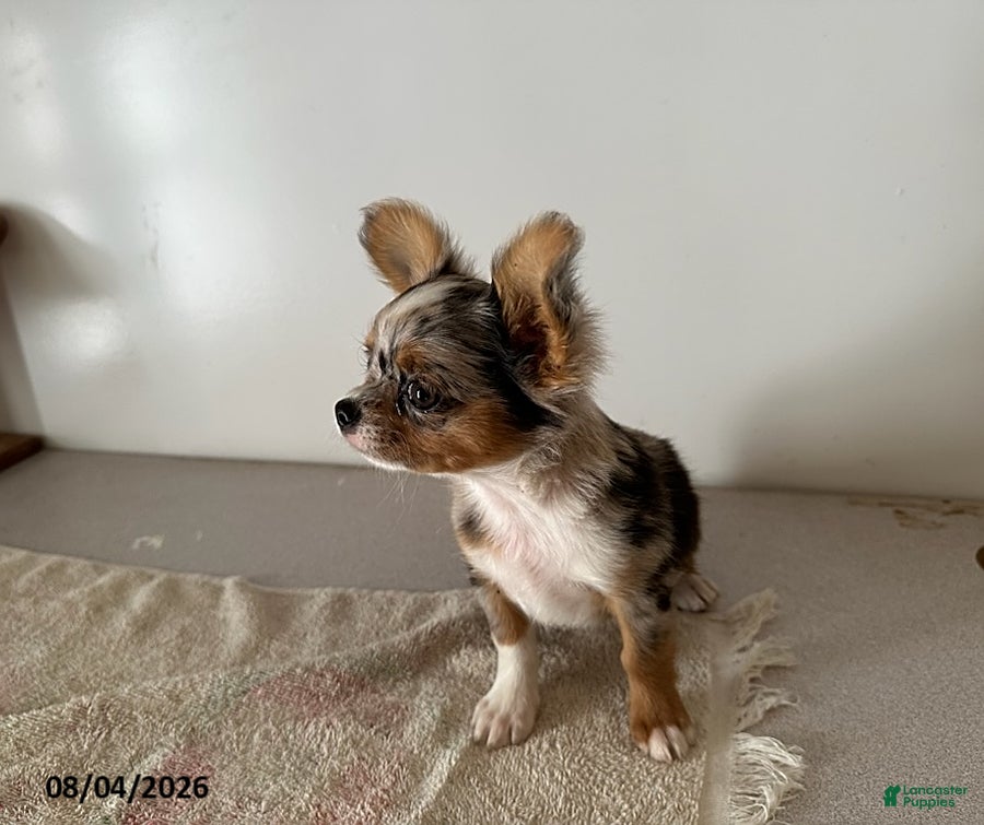 Chihuahua dogs Dandy - Ad 2