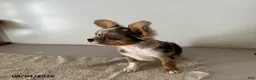 Chihuahua dogs for sale: Dandy - Ad 2