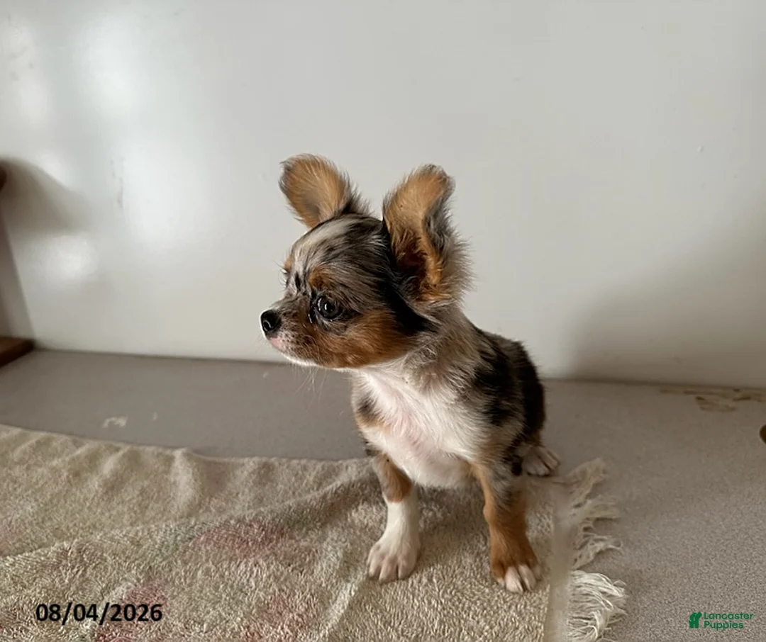 Chihuahua dogs for sale: Dandy - Ad 2