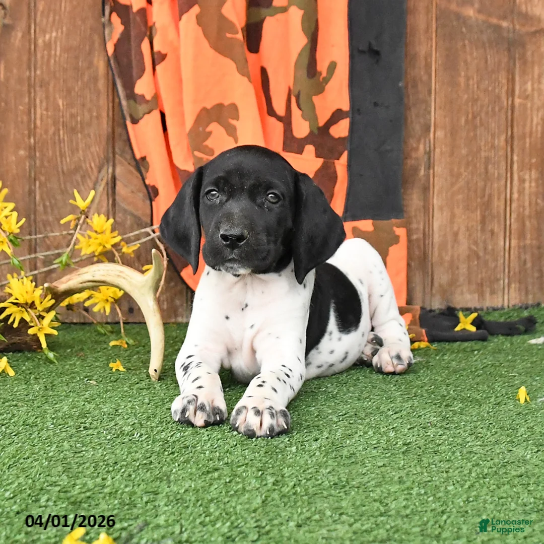 German Shorthaired Pointer dogs for sale: Lassie - Ad 1