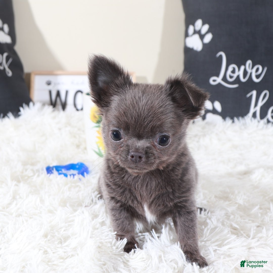 Chihuahua dogs for sale: Chihuahua Puppy Smokey - Ad 1