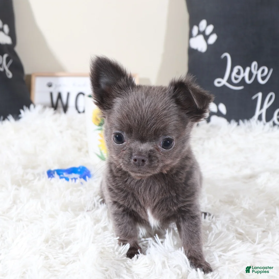 Chihuahua dogs for sale: Chihuahua Puppy Smokey - Ad 1