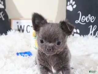 Chihuahua dogs Chihuahua Puppy Smokey - Ad 16