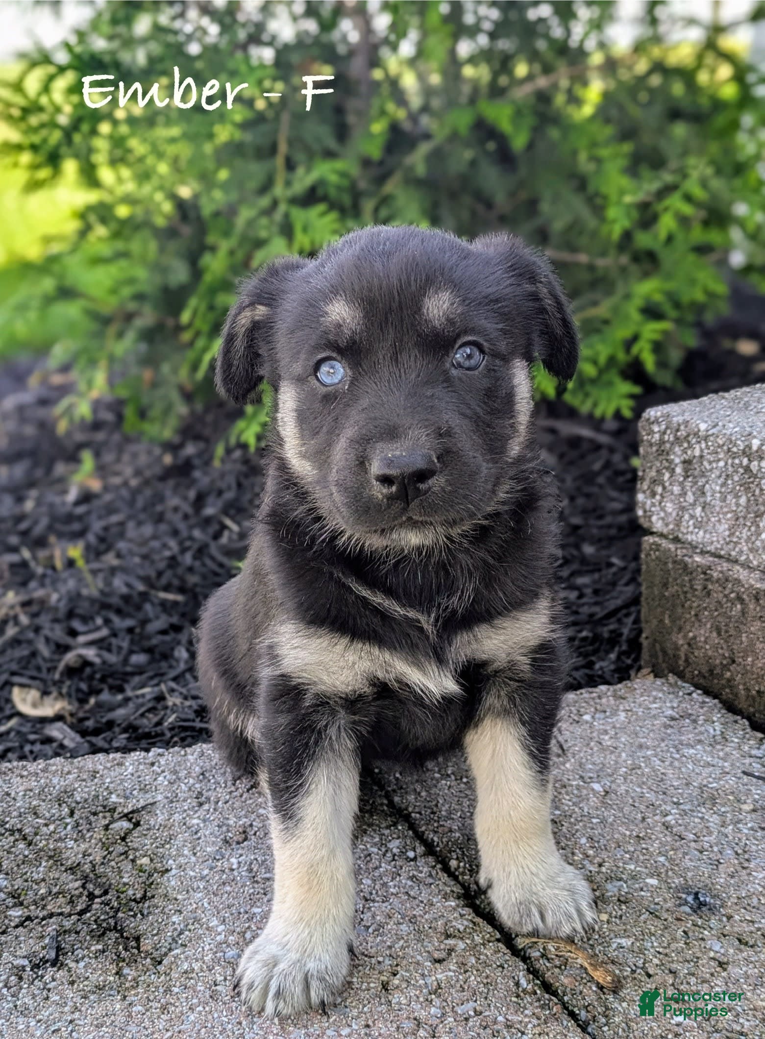 Lab Mix Rottweiler Husky Mix Puppies For Sale Rottweiler Mix Husky