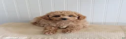 Mixed Breed dogs for sale: Leo - Ad 1