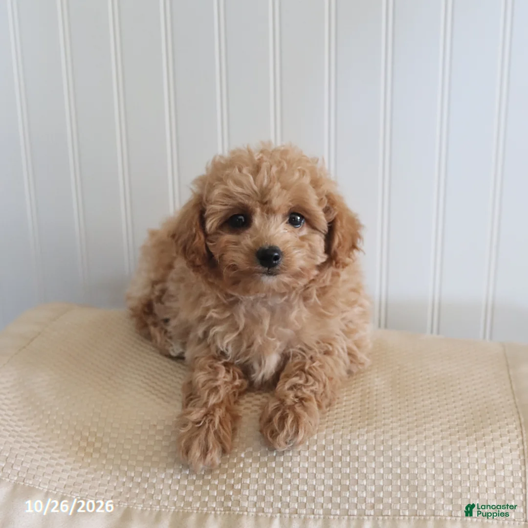 Mixed Breed dogs for sale: Leo - Ad 1