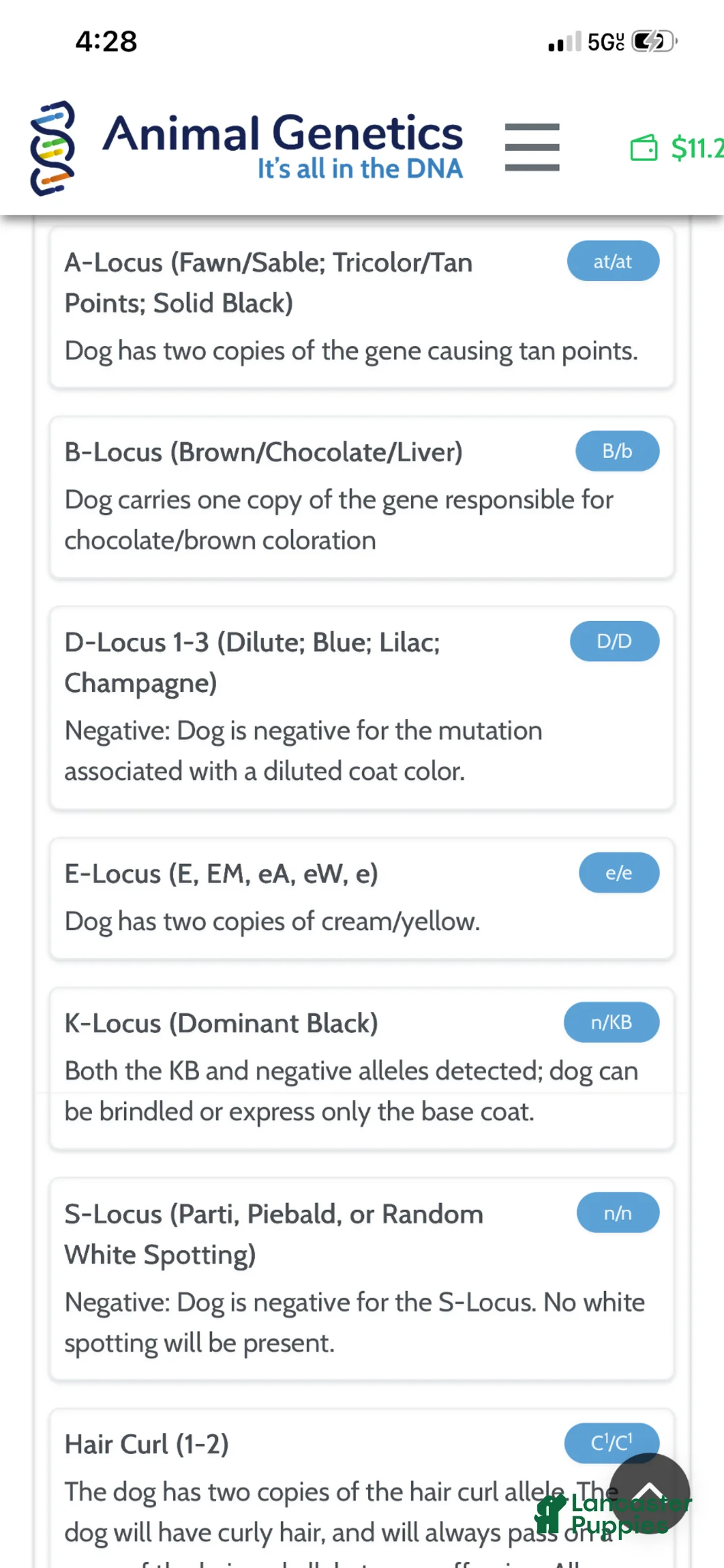 Standard Poodle dogs for sale: Akc Clear bred color Red Sophie - Ad 3