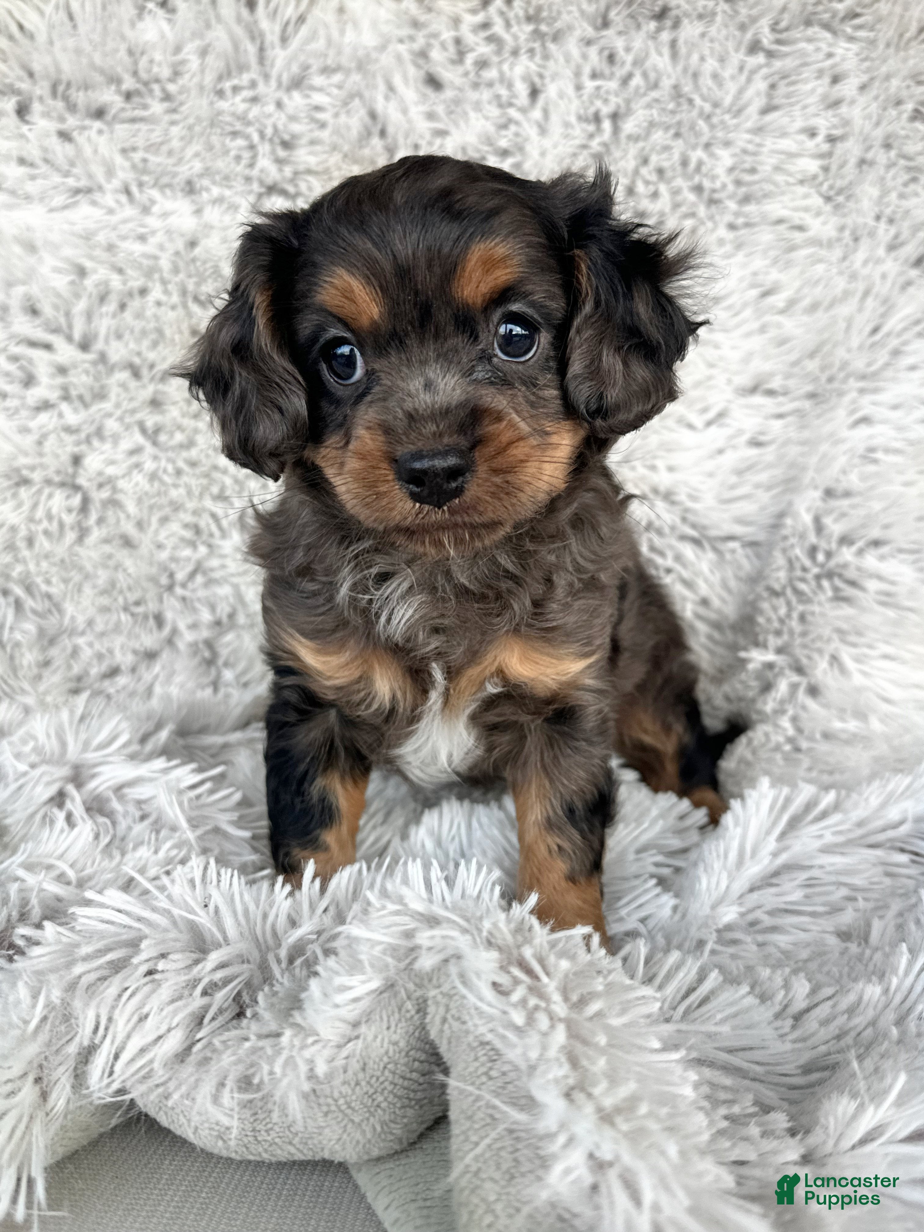 Cavapoo dogs Epcot - Ad 10