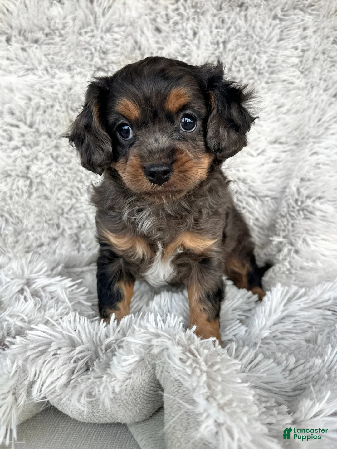 Cavapoo dogs for sale: Epcot - Ad 1