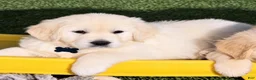 Golden Retriever dogs for sale: Rex - Ad 2