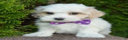 Maltipoo dogs for sale: Molly - Ad 11