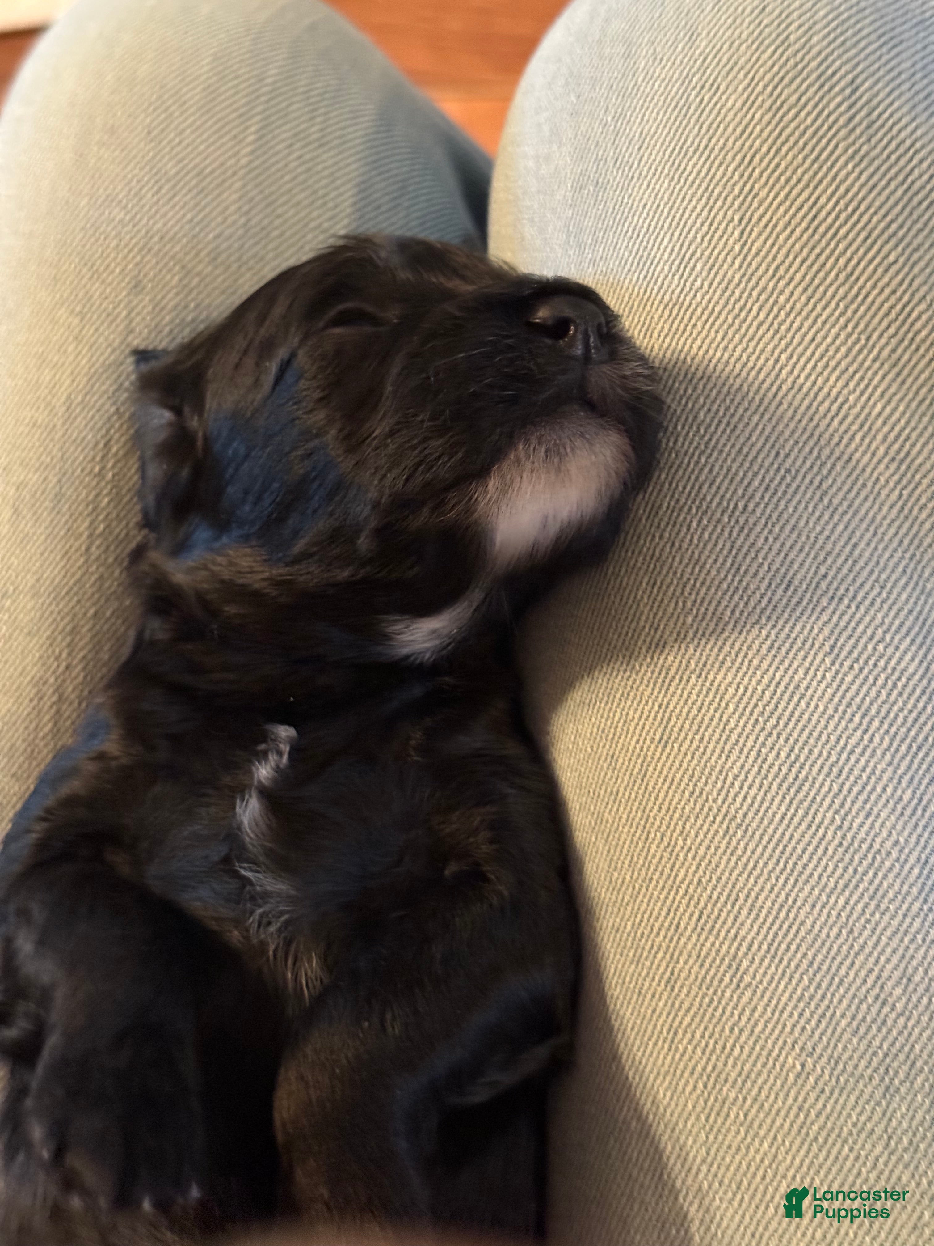 Mini Goldendoodle dogs Mini Goldendoodle Puppy 1 - Ad 4