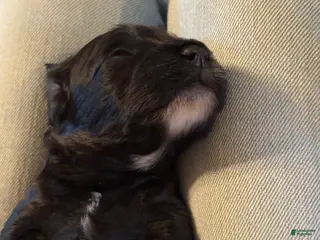 Mini Goldendoodle dogs Mini Goldendoodle Puppy 1 - Ad 4