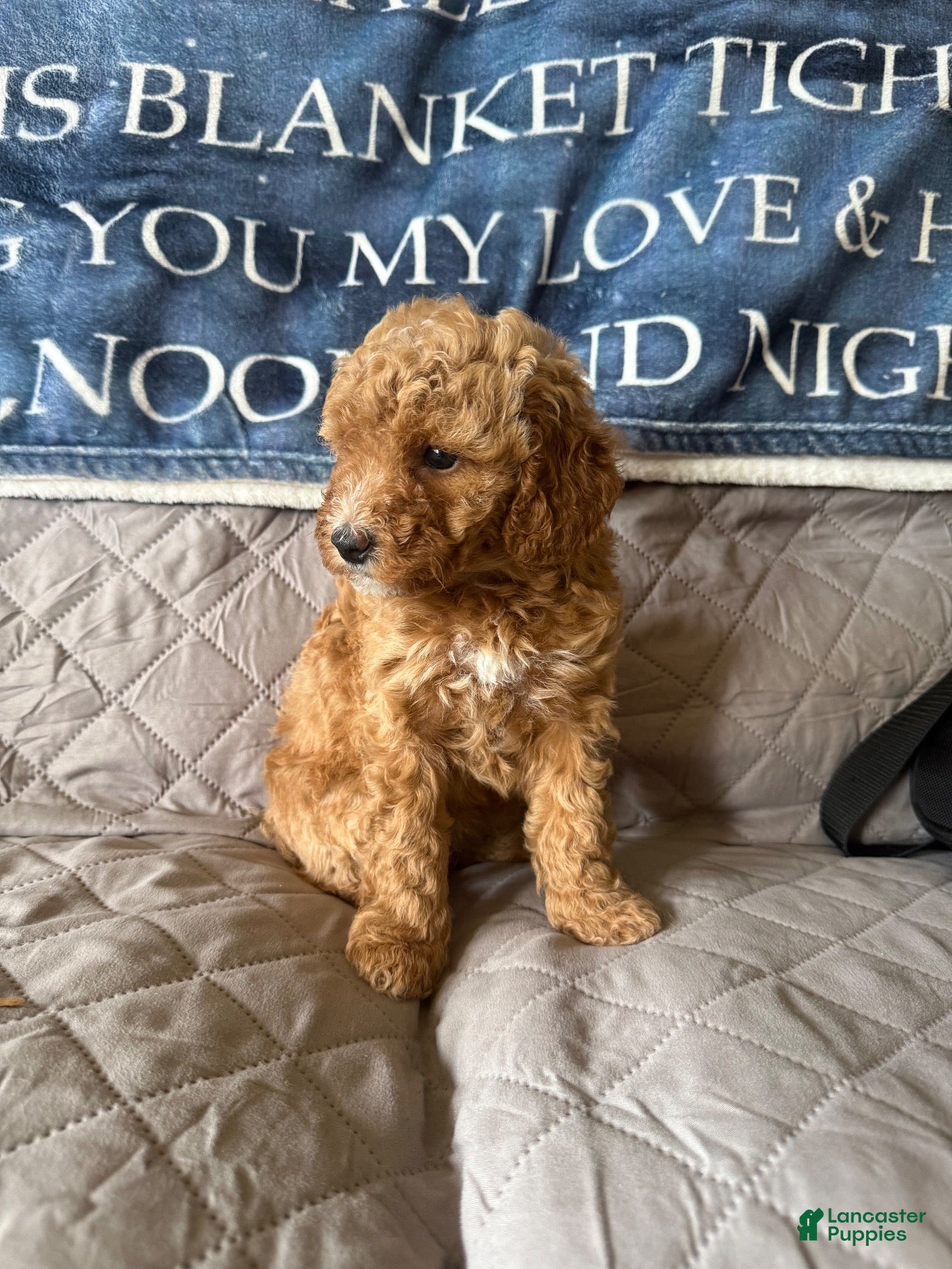 Miniature Poodle dogs Miniature Poodle 5 white collar - Ad 1